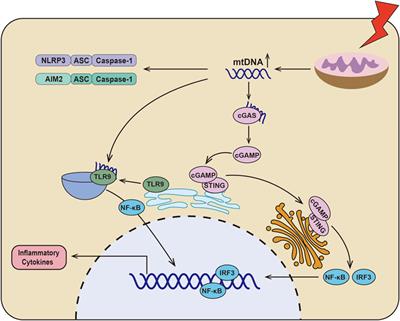 A Glimpse of Inflammation and Anti-Inflammation Therapy in Diabetic Kidney Disease